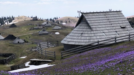 Ideja za izlet: na Veliko planino v zimsko pravljico ali na ogled žafranov
